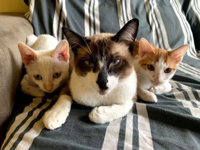 3 Gatinhos (Adoção Urgente)