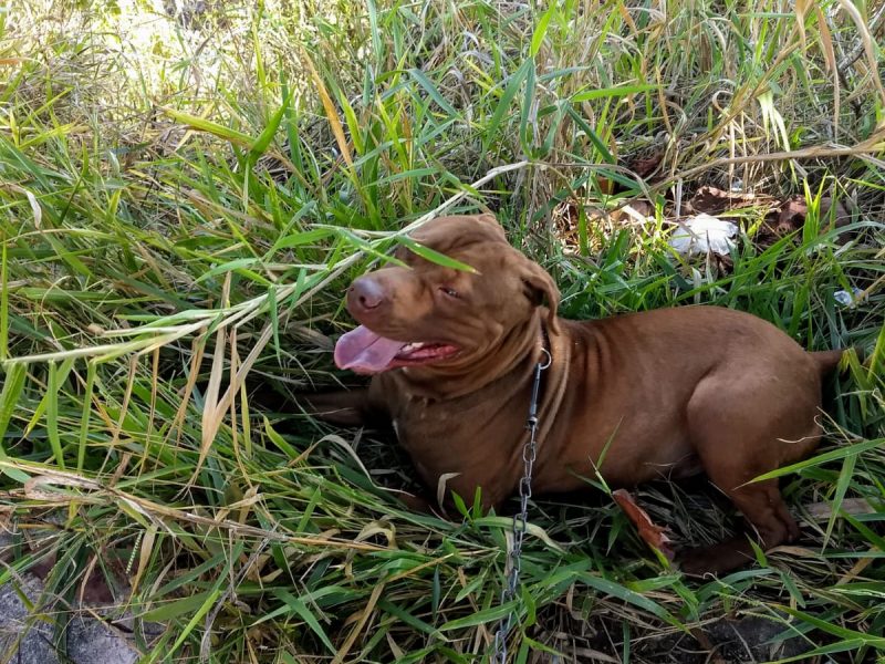 Pitbull (Adoção Urgente)