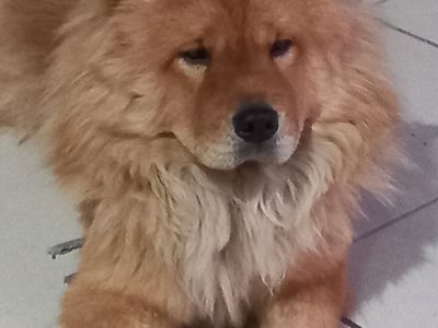 Chow Chow (Adoção Urgente)