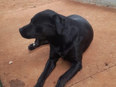 Labrador Bebê (Adoção Urgente)