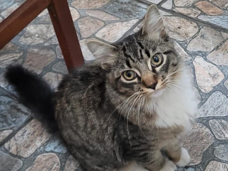 Gatinho (Adoção Urgente)