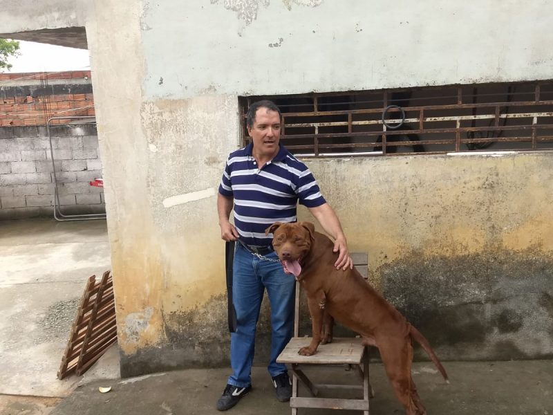 Pitbull (Adoção Urgente)