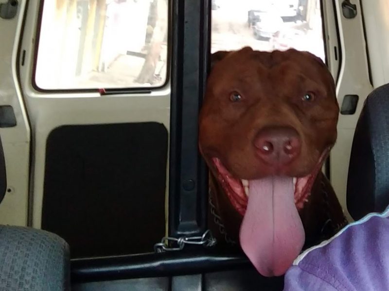 Pitbull (Adoção Urgente)