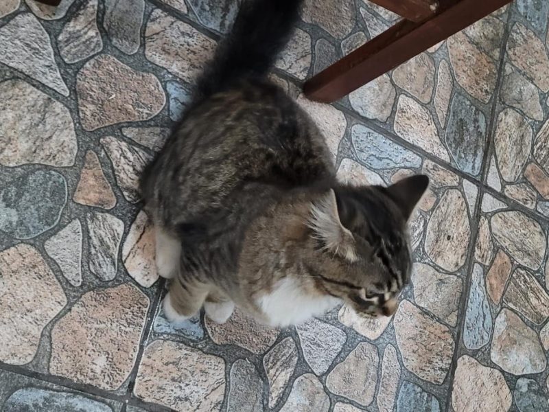 Gatinho (Adoção Urgente)
