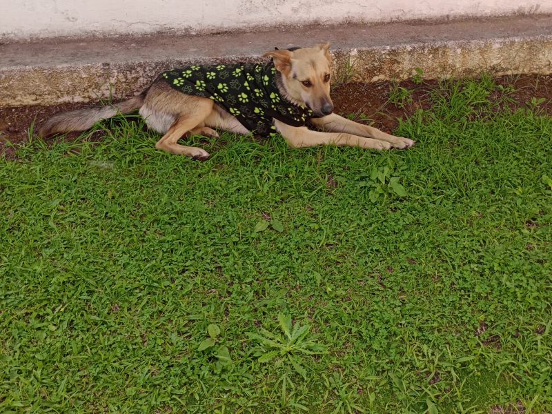 Doce Neguinho (Adoção Urgente)