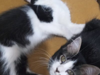 2 Gatos (Adoção Urgente)