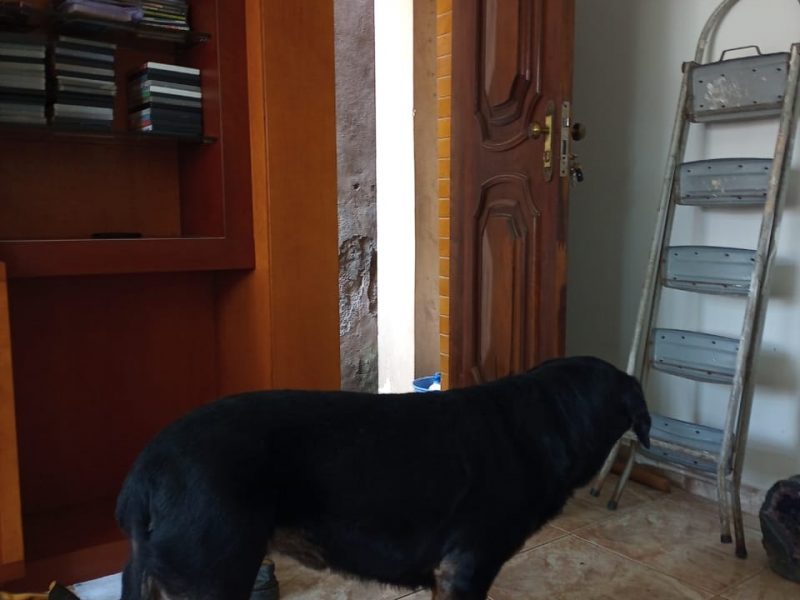 Cão SRD (Adoção Urgente)