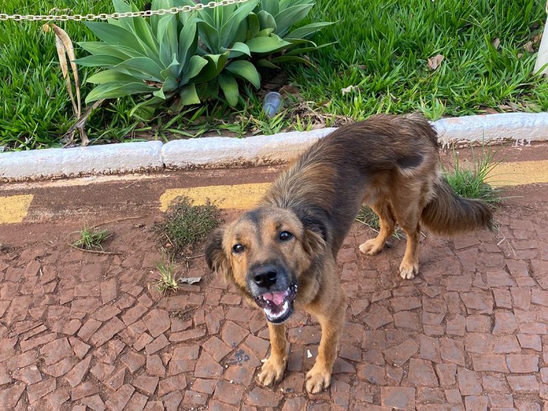 Cão (Adoção Urgente)