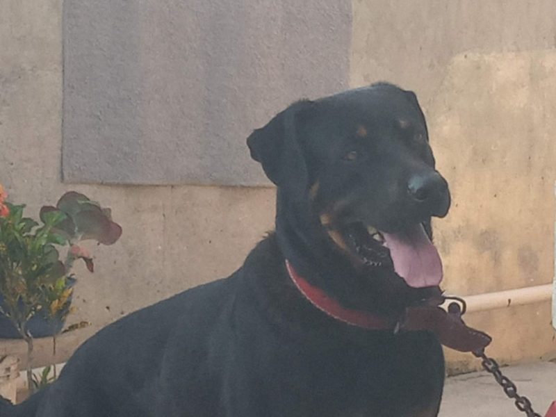 Rottweiler (Adoção Urgente)