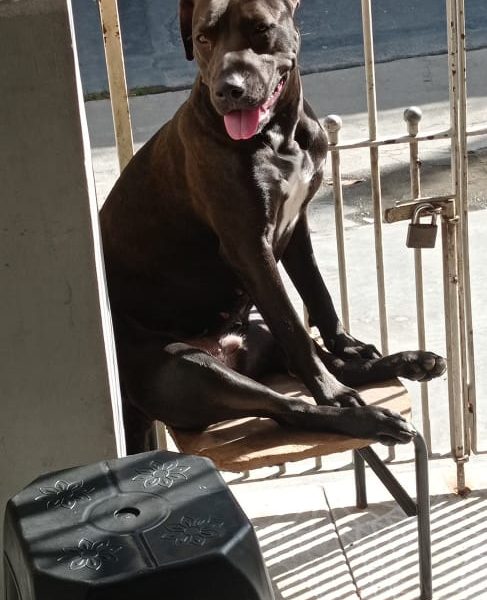 Pitbull (Adoção Urgente)