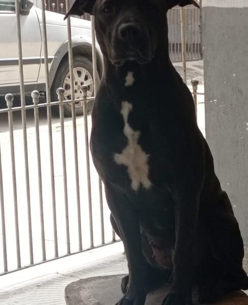 Pitbull (Adoção Urgente)