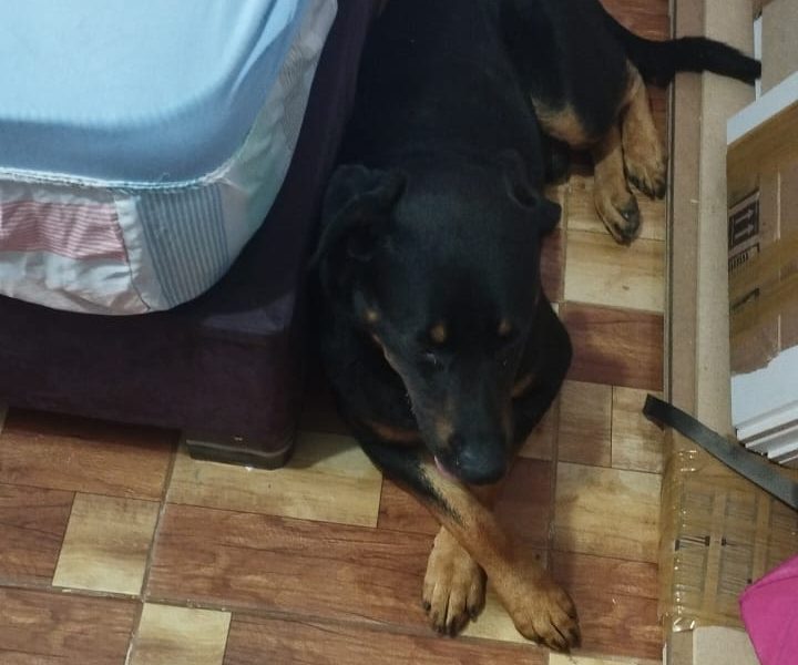 Rottweiler (Adoção Urgente)