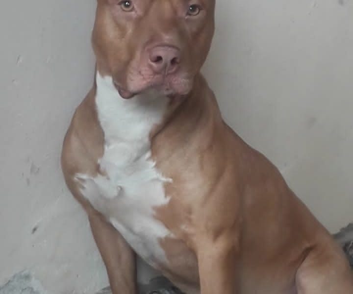 Pitbull (Adoção Urgente)