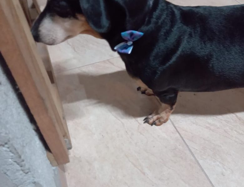 Cãozinho (Adoção Urgente)