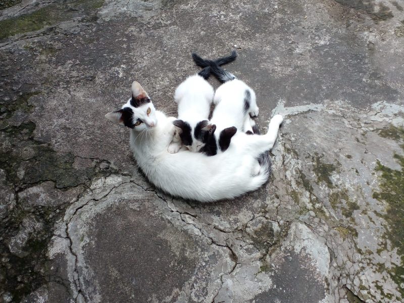 3 Gatos (Adoção Urgente)