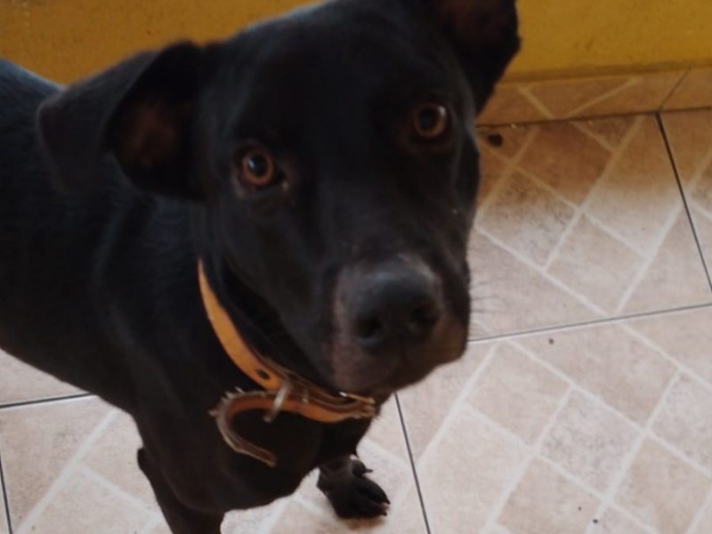 Labrador (Adoção Urgente)