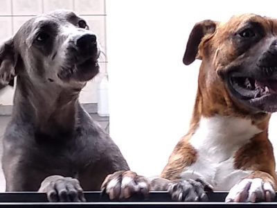 2 Cães (Adoção Urgente)
