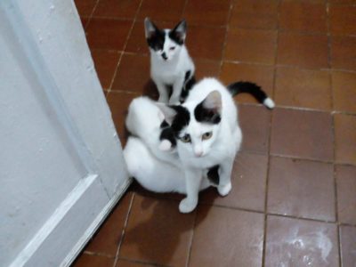 3 Gatos (Adoção Urgente)