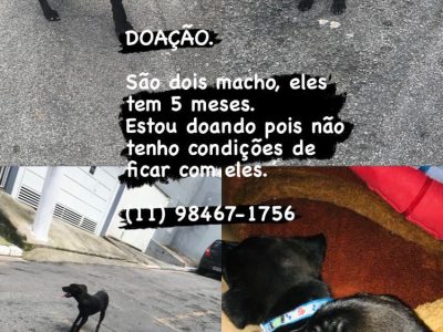 2 Cães (Adoção Urgente)