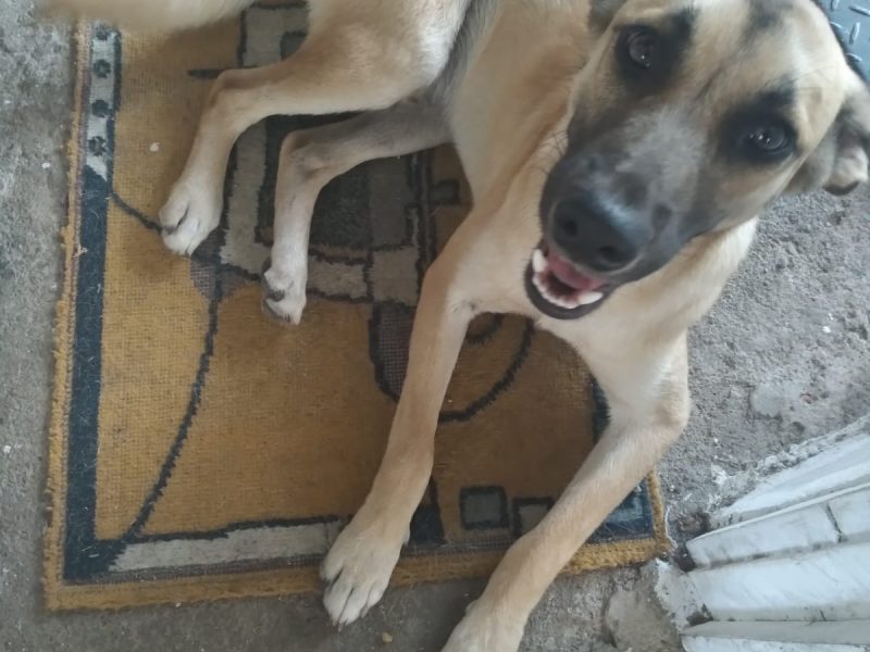 Cão SRD (Adoção Urgente)