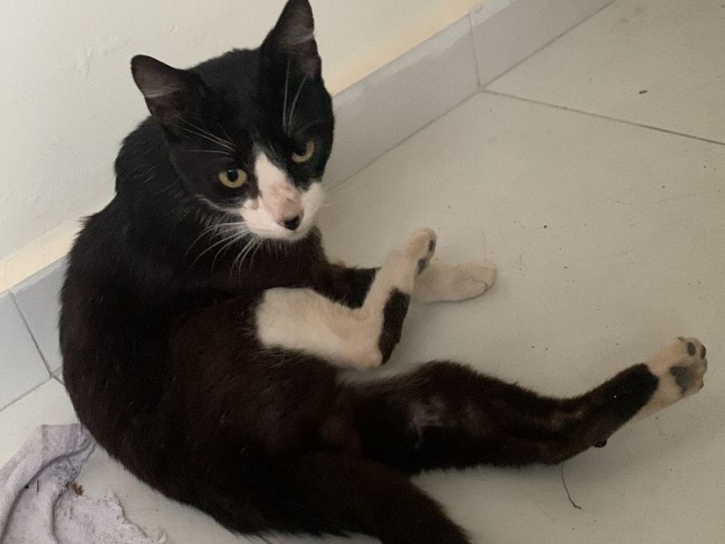 Gato (Adoção Urgente)