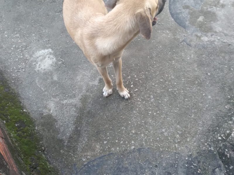 Cão SRD (Adoção Urgente)