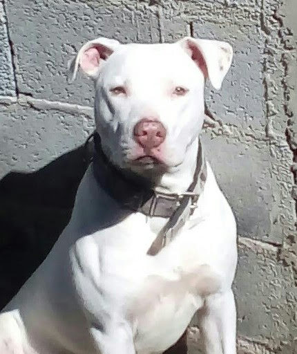 Pitbull (Adoção Urgente)