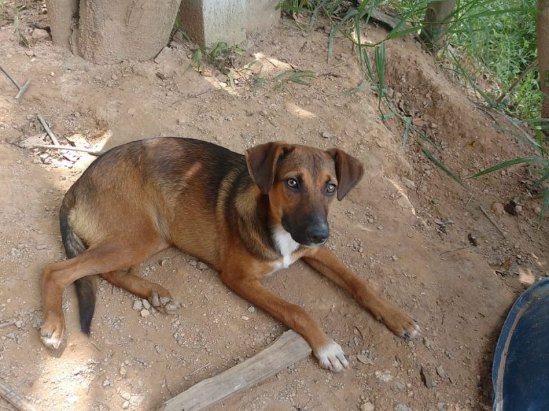 2 Cães (Adoção Urgente)