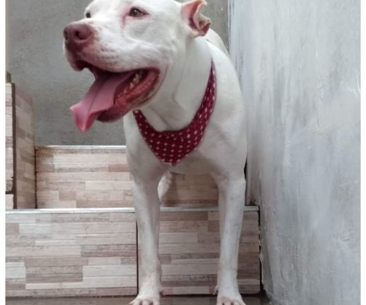 Pitbull (Adoção Urgente)