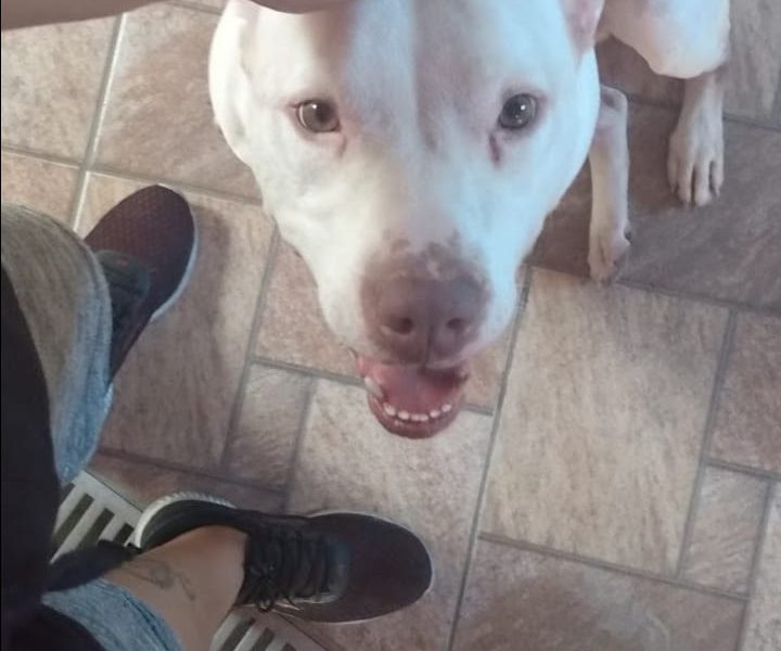 Pitbull (Adoção Urgente)