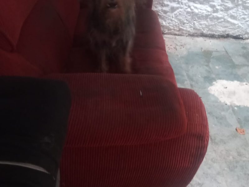 2 Cães (Adoção Urgente)