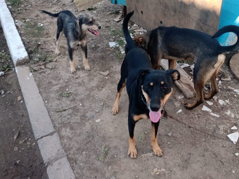 3 Cães (Adoção Urgente)