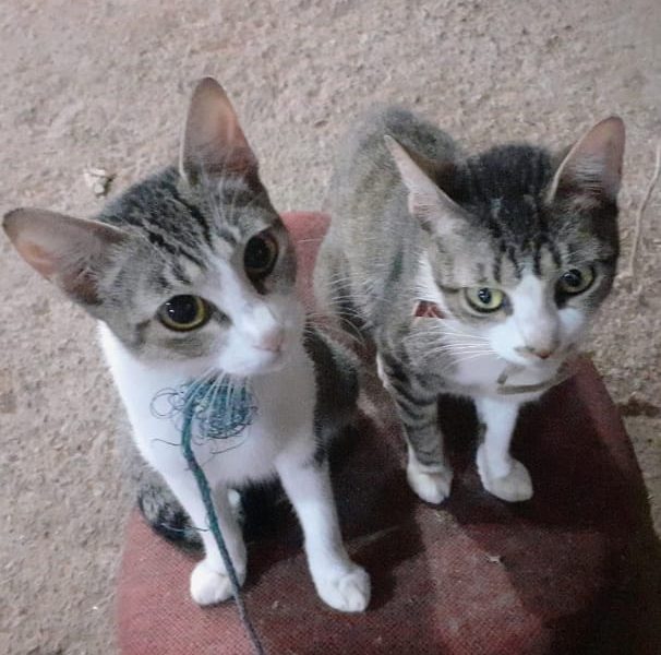 2 Gatos (Adoção Urgente)