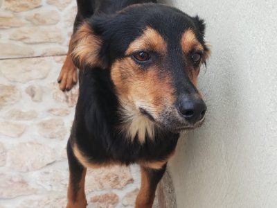 2 Cães (Adoção Urgente)