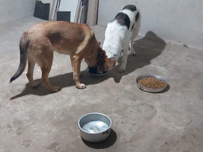 2 Cães (Adoção Urgente)