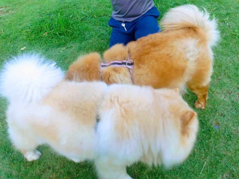 2 Cães (Adoção Urgente)