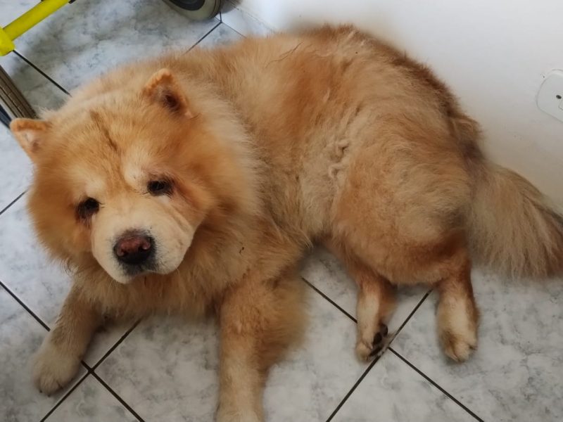 2 Cães (Adoção Urgente)
