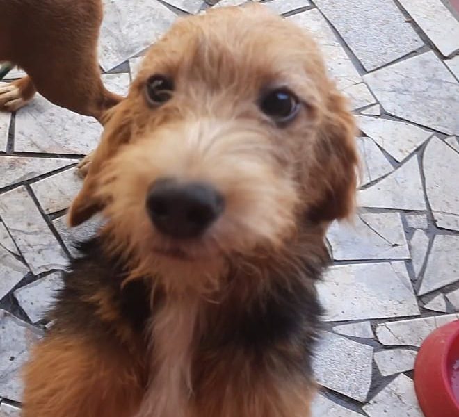 Ozzy (Adoção Urgente)