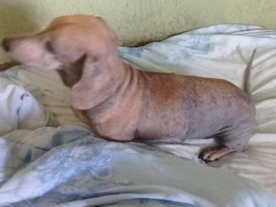 Basset (Adoção Urgente)