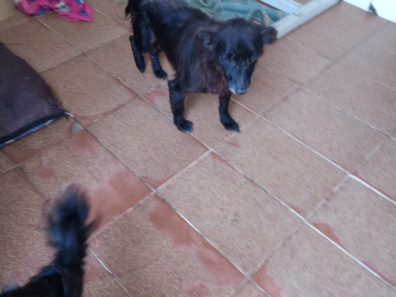 3 Fêmeas (Adoção Urgente)