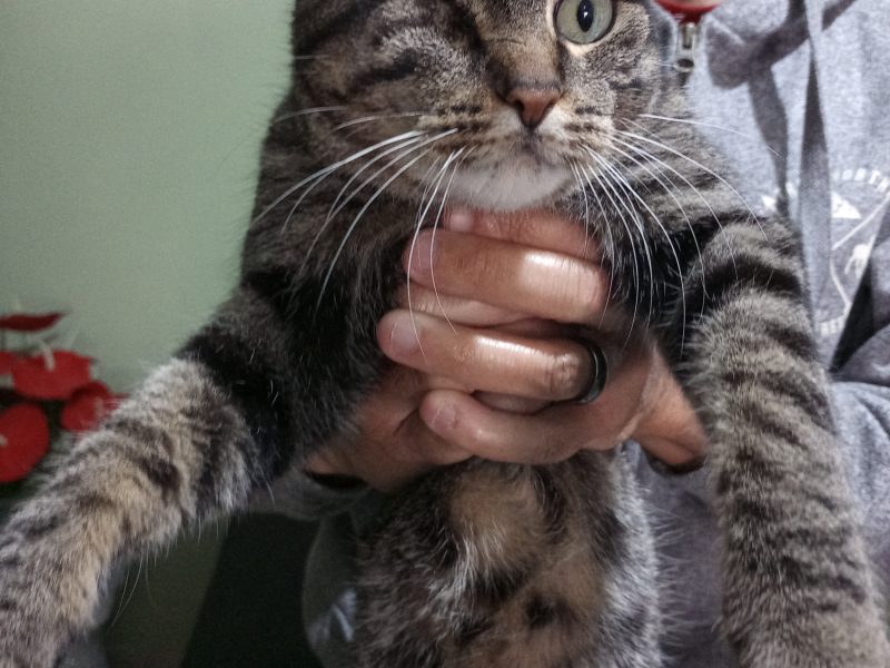 Tina (Adoção Urgente)