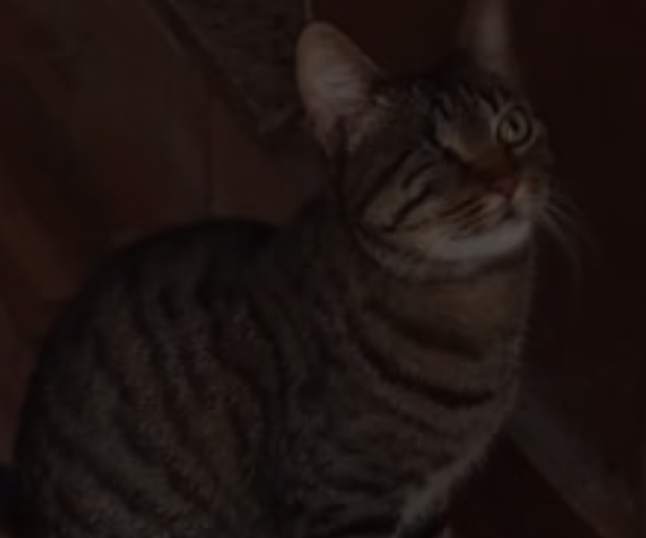 Tina (Adoção Urgente)