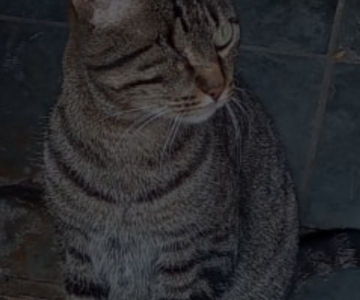 Tina (Adoção Urgente)