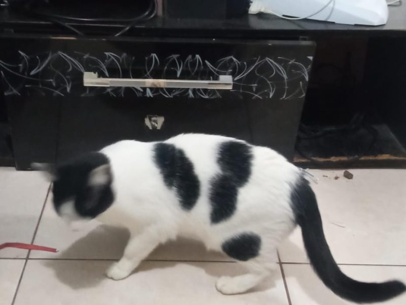 2 Gatos (Adoção Urgente)