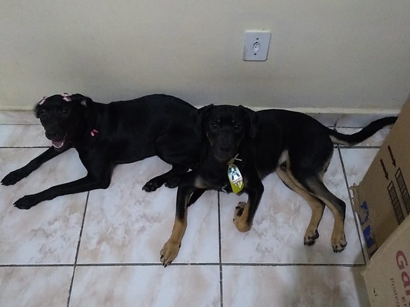 2 Cães (Adoção Urgente)