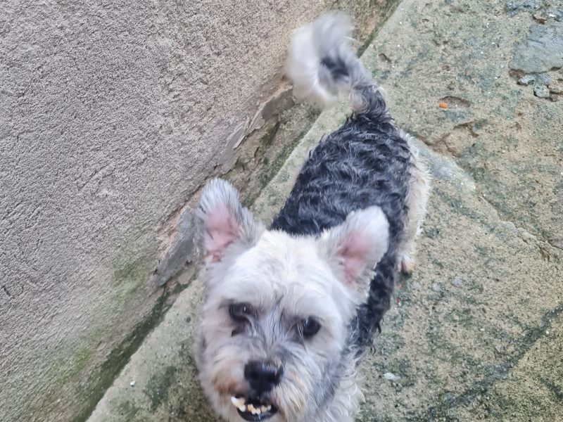 Ralphi (Adoção Urgente)