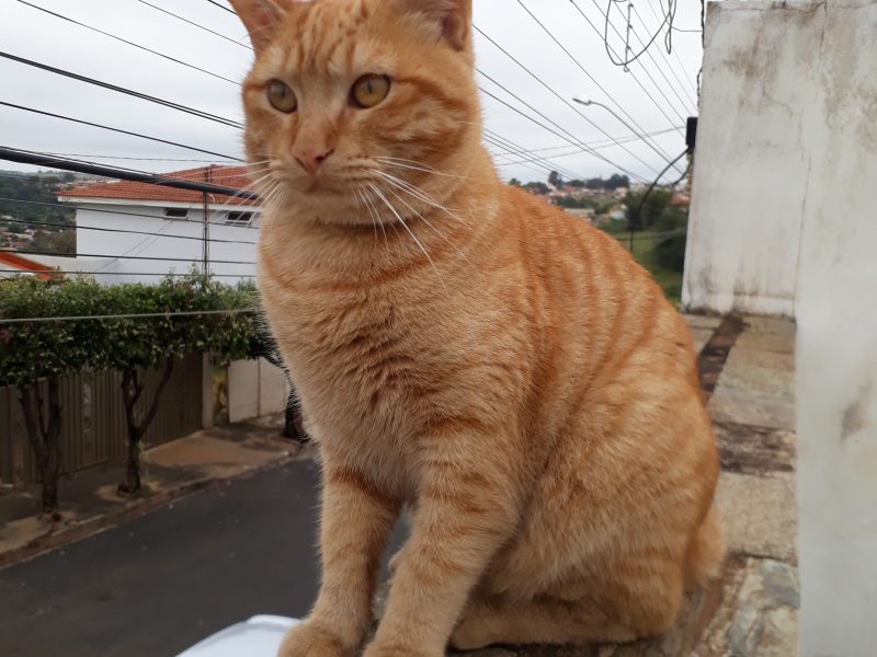 Gato (Adoção Urgente)