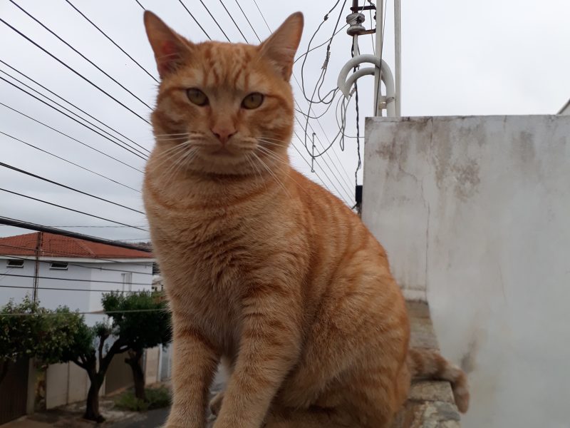 Gato (Adoção Urgente)