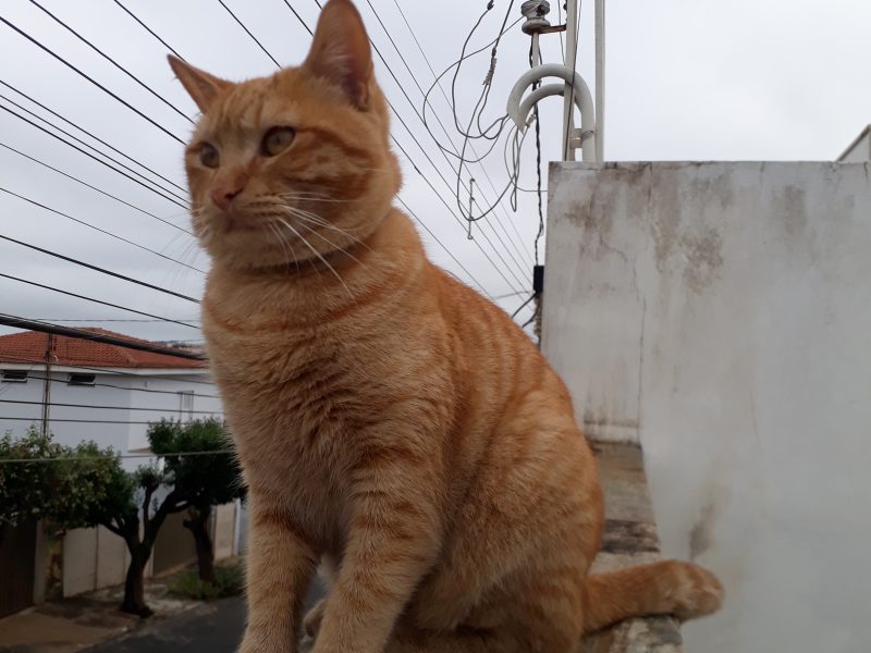 Gato (Adoção Urgente)