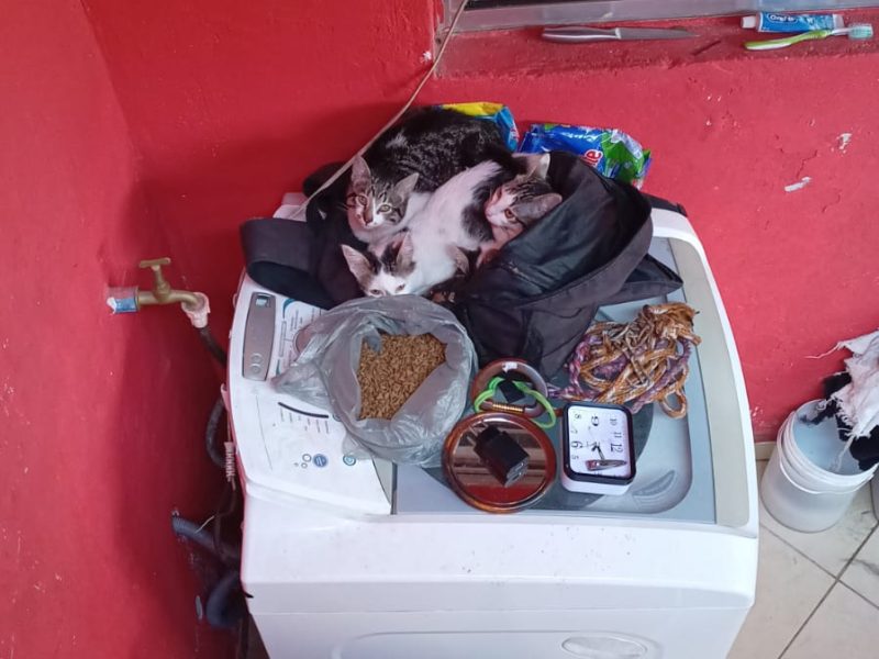 4 Filhotes (Adoção Urgente)
